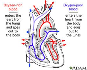 How does the human circulatory system work ?