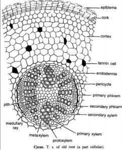 Old structure of root