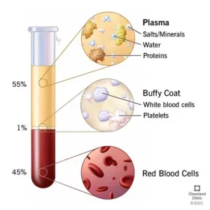 What is human blood:
