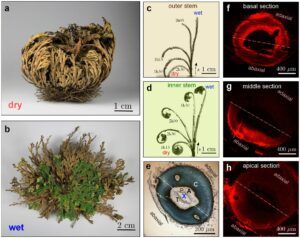 What is Selaginella: