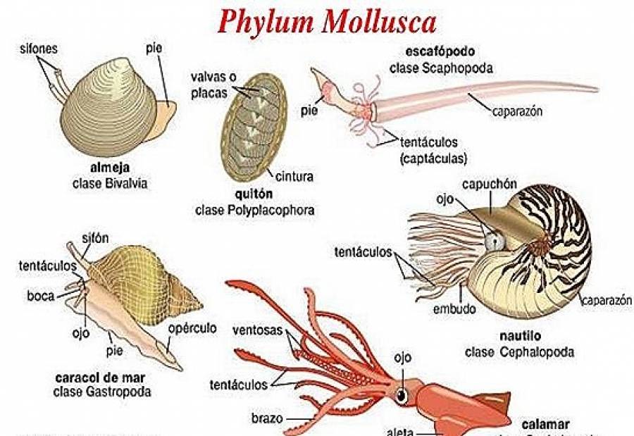 General Characters of phylum Mollusca: