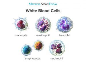 White blood cell