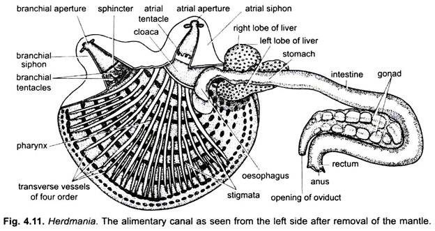 General Anatomy of Herdmania: