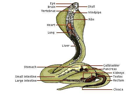 What is Naja or Cobra?