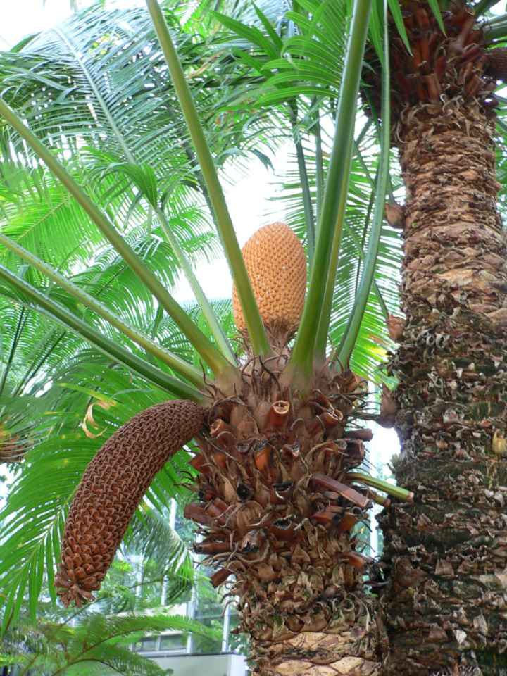 Female plant of cycas