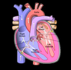 Human heart parts