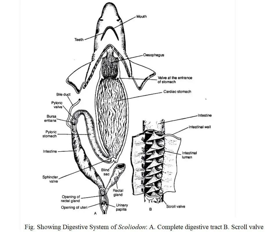 Digestive system of Lobeo Rohita: