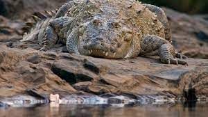 What is Crocoddiles?