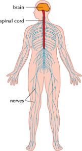 Human Nervous system: