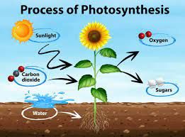 What is Photosynthesis?