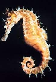 What is "HIPPOCAMPUS"?