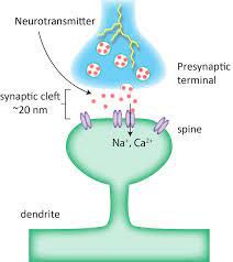 How Neurons work in the human brains?
