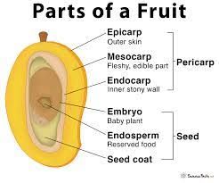 Parts of fruits