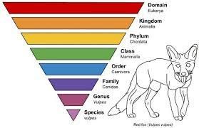 What is taxonomy?