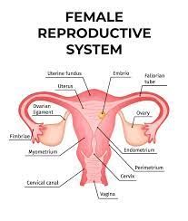 female reproductive system