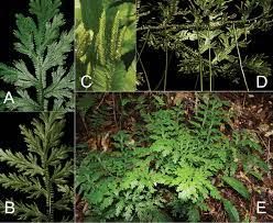 Selaginella