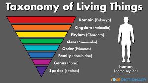 taxonomy