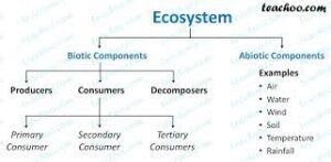 Basic components of Ecosystem?