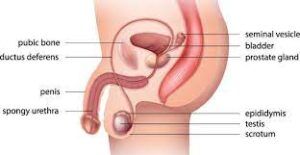 male reproduction