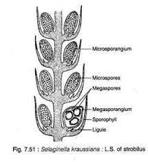 Reproduction of Selaginella: