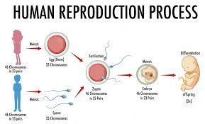 How did human reproduction start?