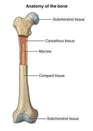 Anatomy of Human bones: