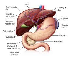 Human liver