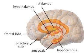 What is Endocrine system: