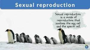 Sexual reproduction: