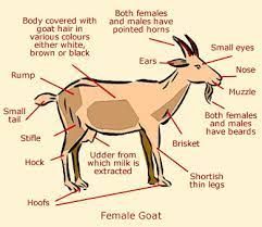 What is mountain Goat?