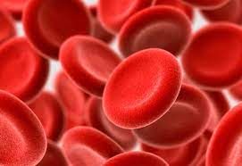 Red blood cell