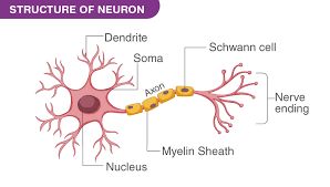 What is mean by Neuron?