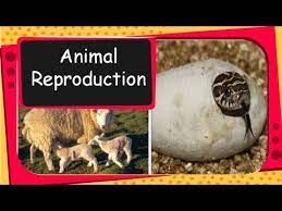 How do animals reproduce?