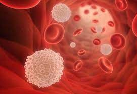 White blood cell