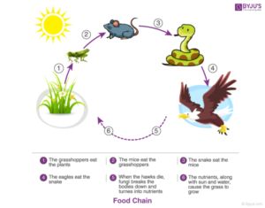 Ecosystem