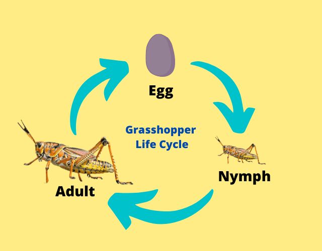 What is Grasshopper?
