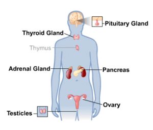 Endocrine system
