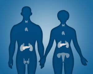 Endocrine system