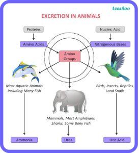 Why is excretion important?