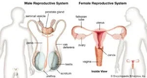Human body system: