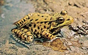Why Amphibia Are Called Amphibians ?