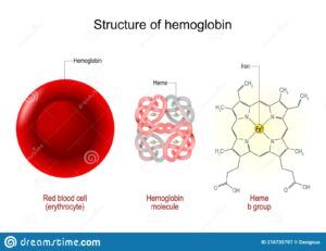 structure of hemoglobin