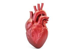 Human heart