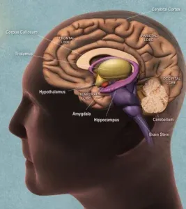 Human brain