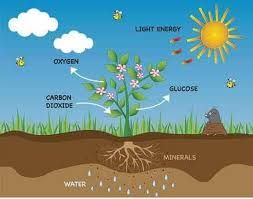 How photosynthesis is important for atmosphere?