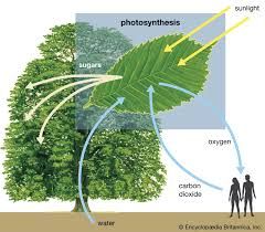 Why photosynthesis is important?