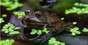 Rana tigrina