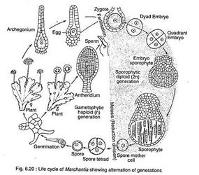 Life cycle of Marchantia?