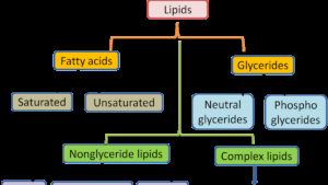 What is Lipids: