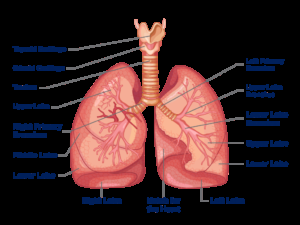 Human lungs